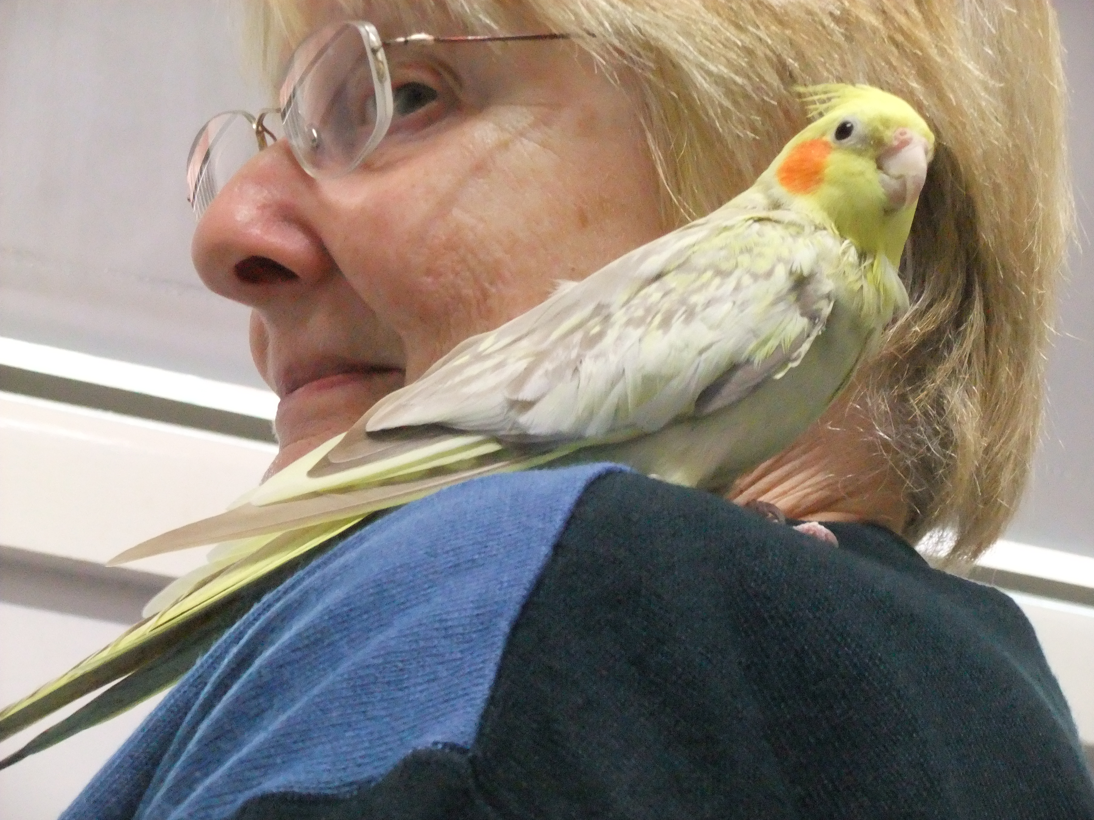 Bird Vet Melbourne | Bird Friendly Hospital and Staffs