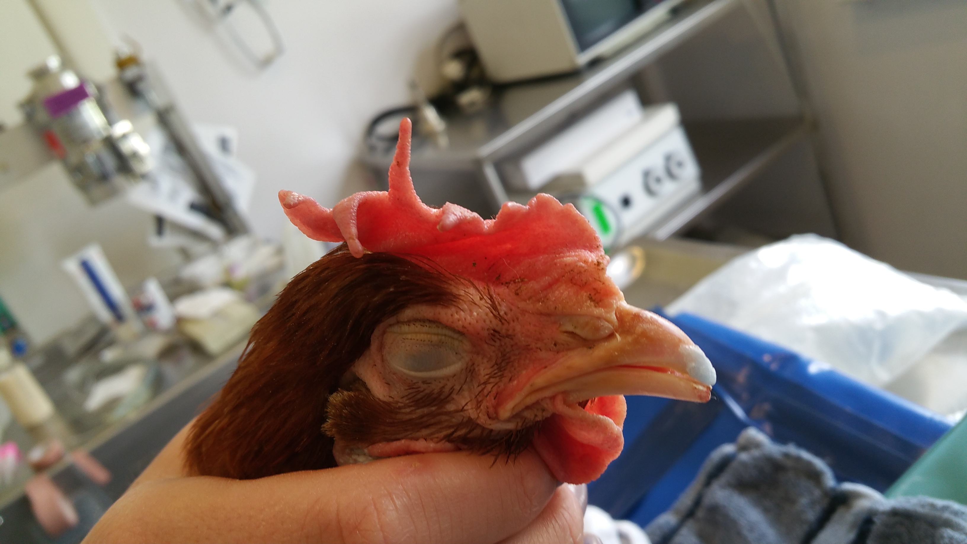 Chicken vet- Beak repair