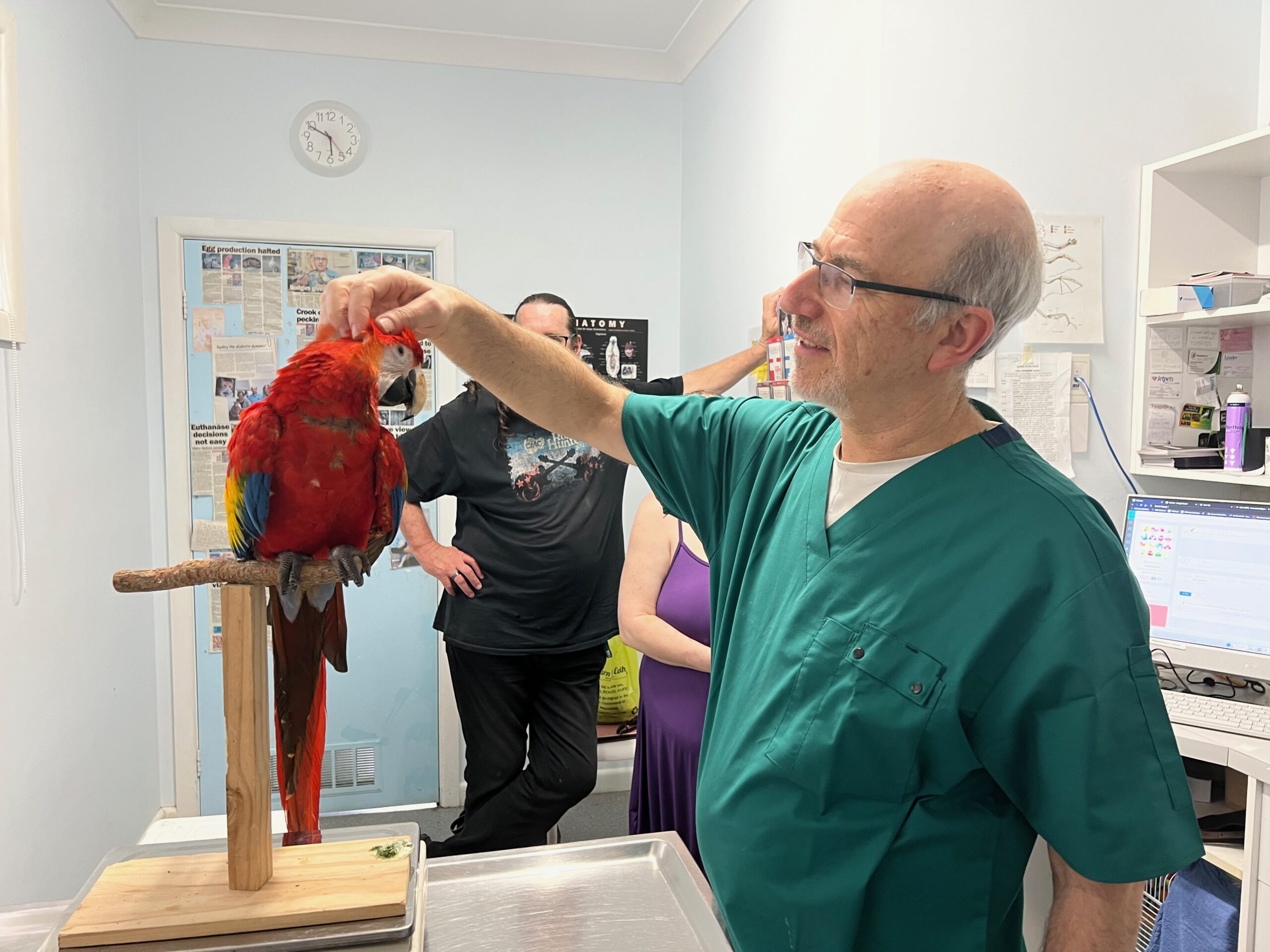 Fitting a crop bra to a chicken that just had recent surgery at bird vet in  Melbourne 