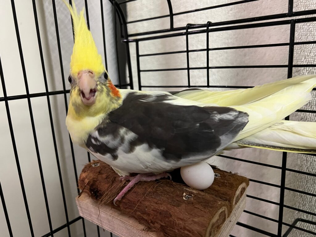 parrot egg