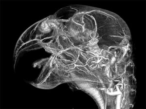 Parrot CT Scan