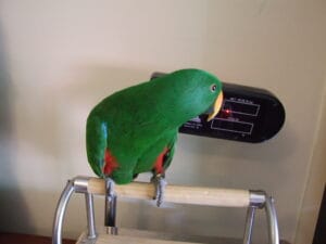 bird vet visit