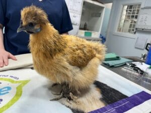 Chicken with Scaly Leg Mites