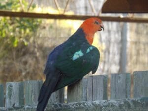 Heat Stressed King Parrot