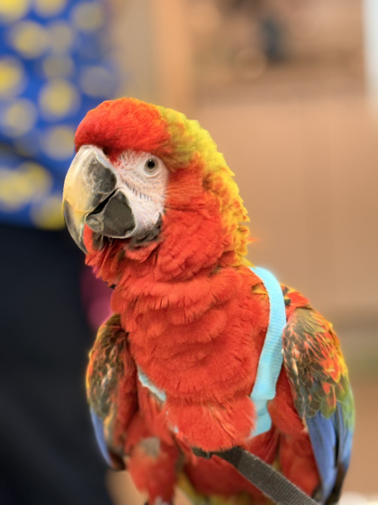 Close-up of a colorful macaw with red, yellow, and blue feathers, wearing a light blue harness.