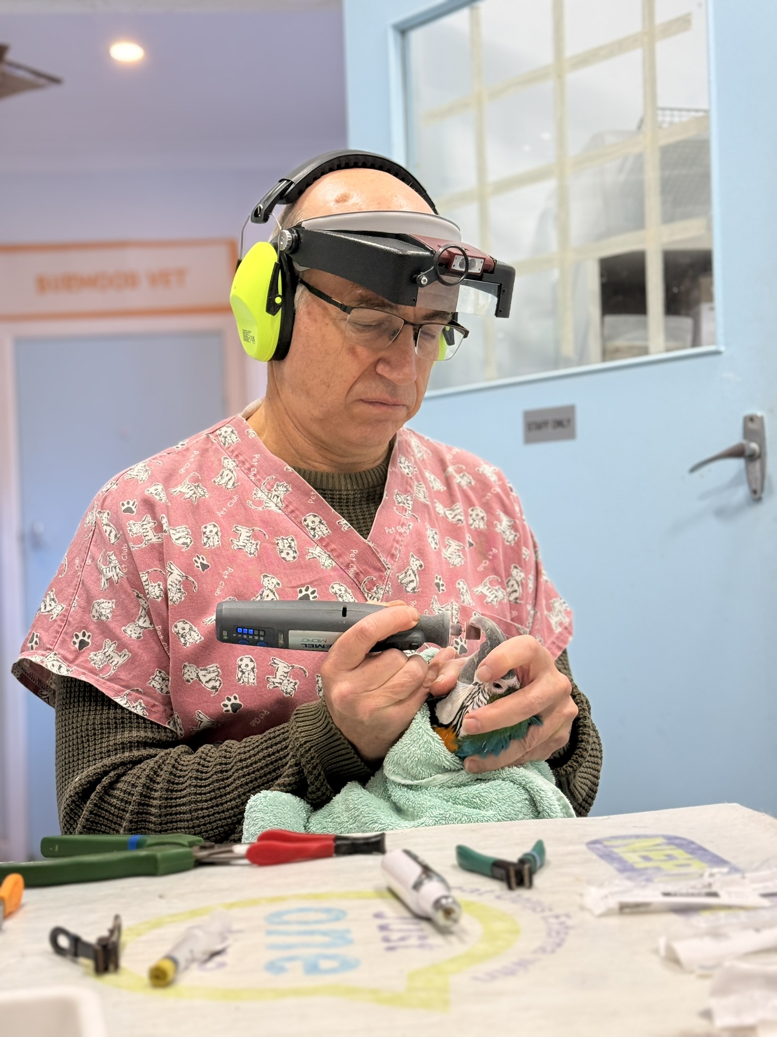 Veterinary technician in pink dog-print scrubs wearing ear protection and a face shield, holding a green-and-blue parrot over a towel at a cluttered table.