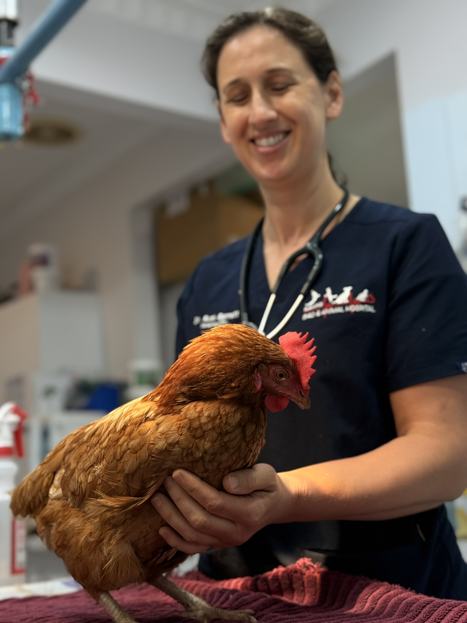 Veterinary professional smiling as she holds a brown chicken over a red towel in a clinic.