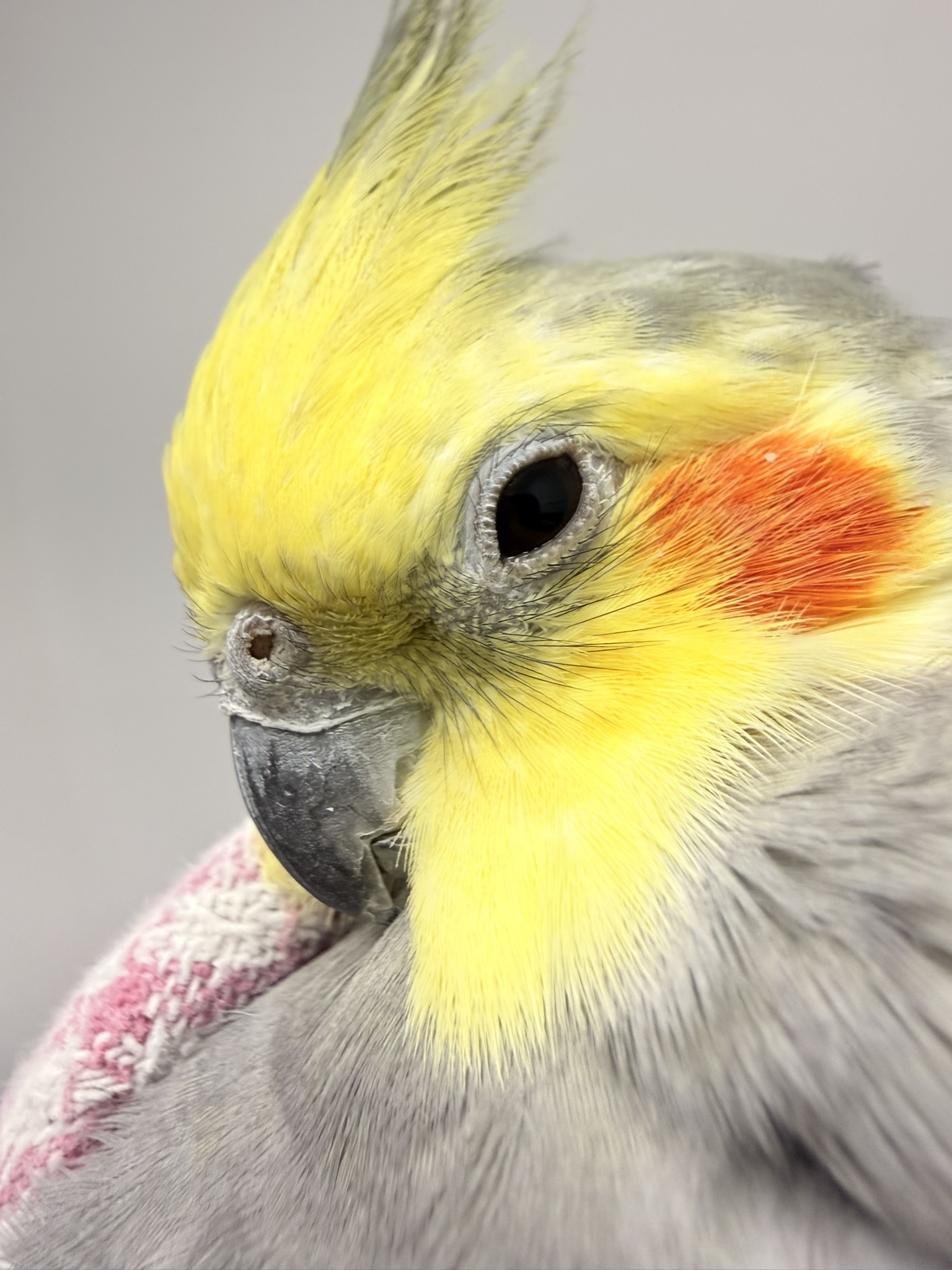 Close-up of a yellow cockatiel with an orange cheek patch and grey body, facing left.