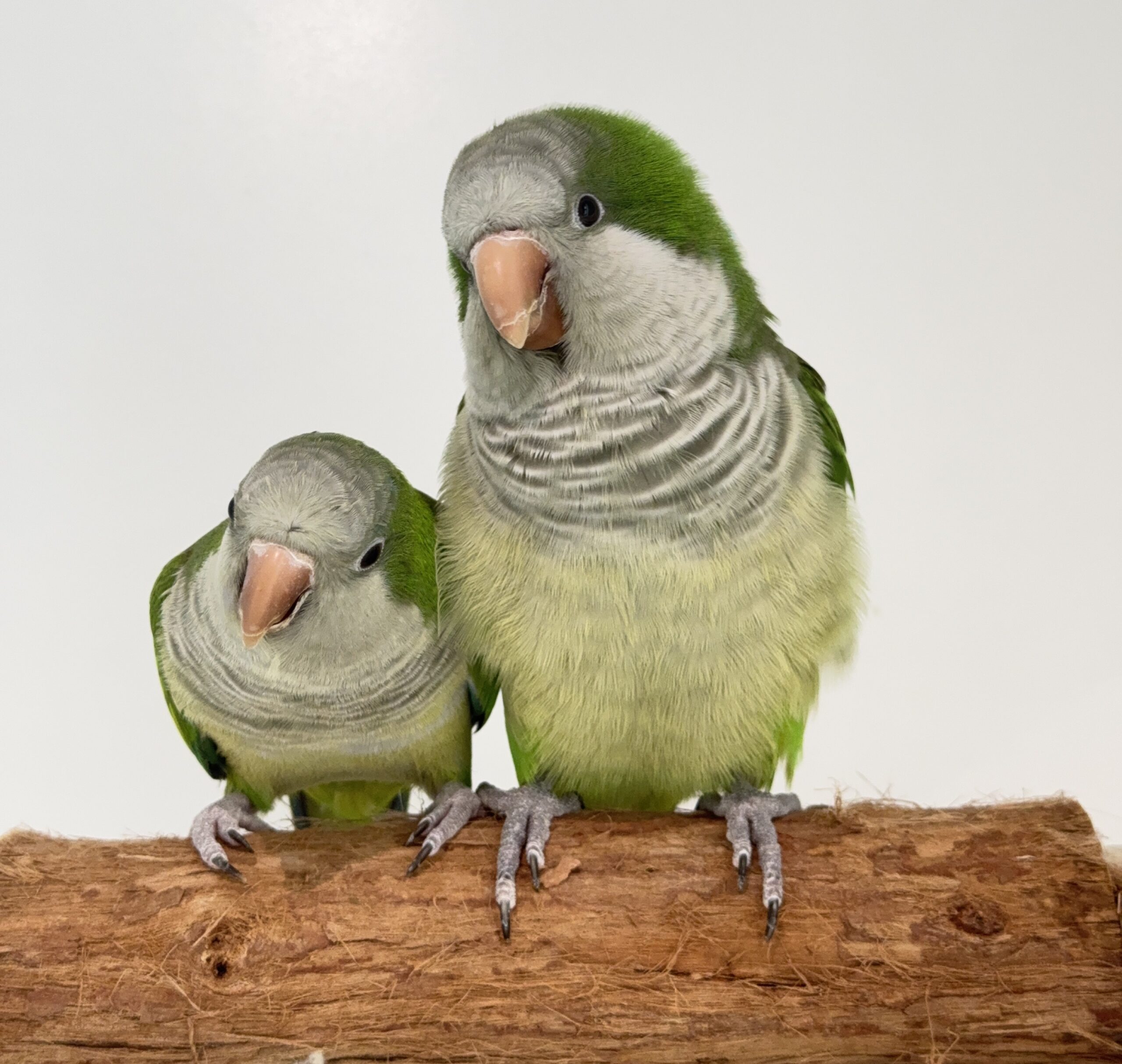 IMG_5325 - Bird Vet Melbourne Two green parrots perched on a rough wooden log, facing the camera with gray underparts and orange beaks.