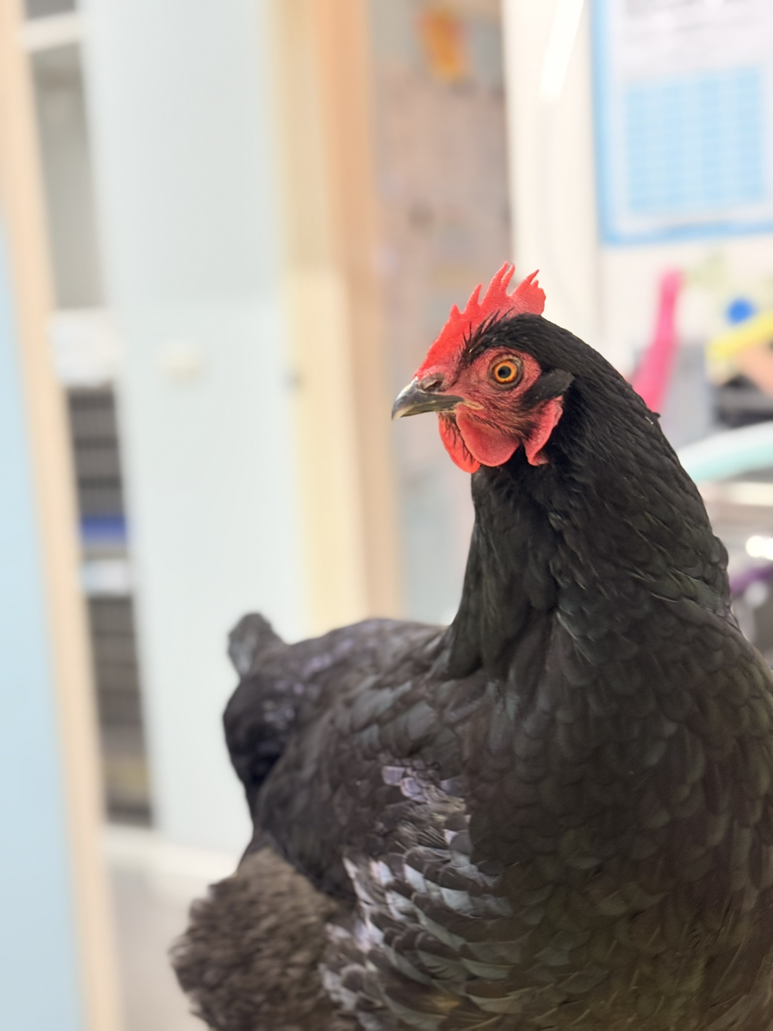 Close-up of a black chicken with a bright red comb and orange eye indoors, facing left
