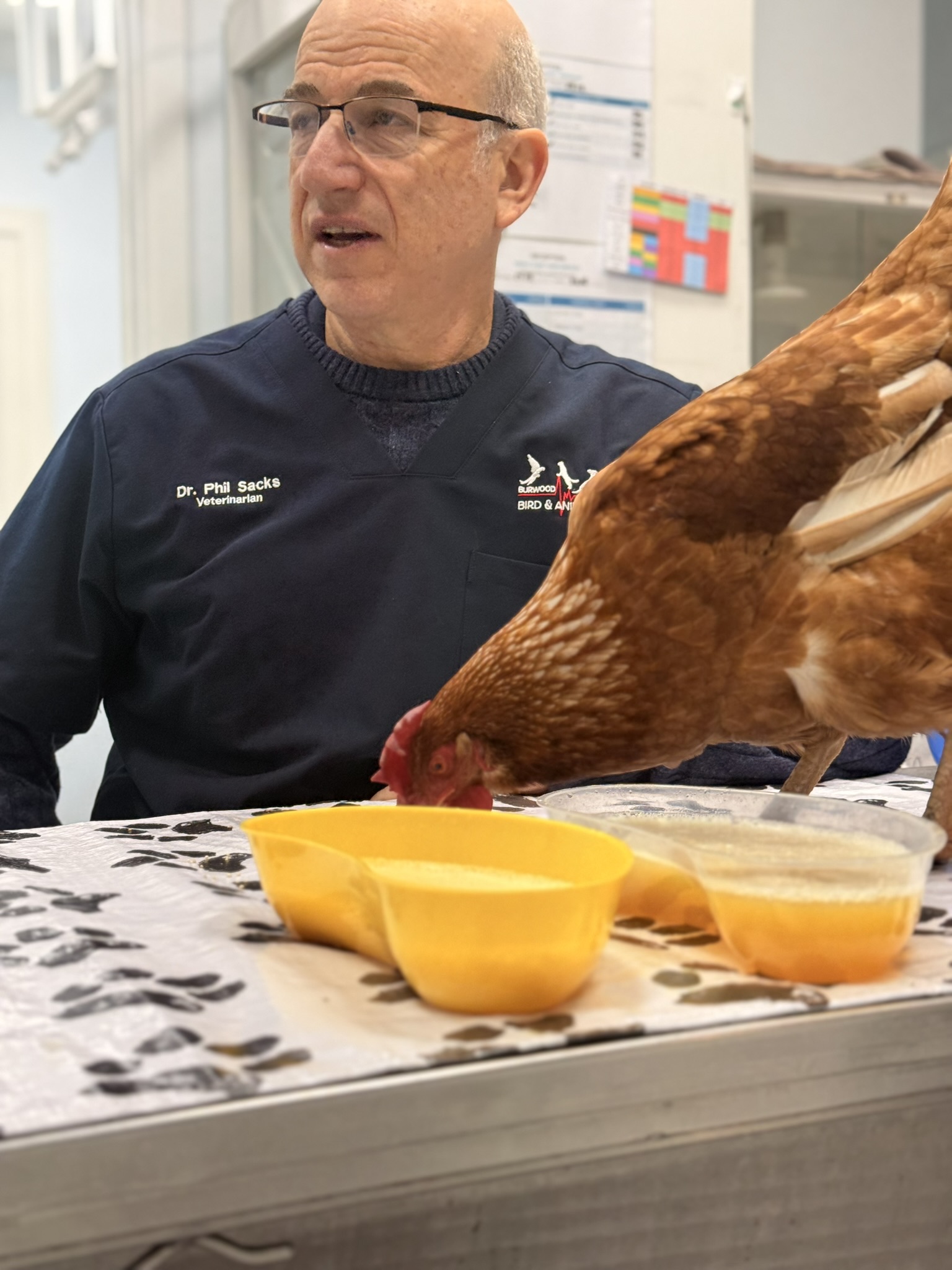 Dr. Phil Sacks, veterinarian, wearing navy scrubs and glasses, holding a brown chicken on a stainless steel table with yellow bowls nearby in a clinical setting.