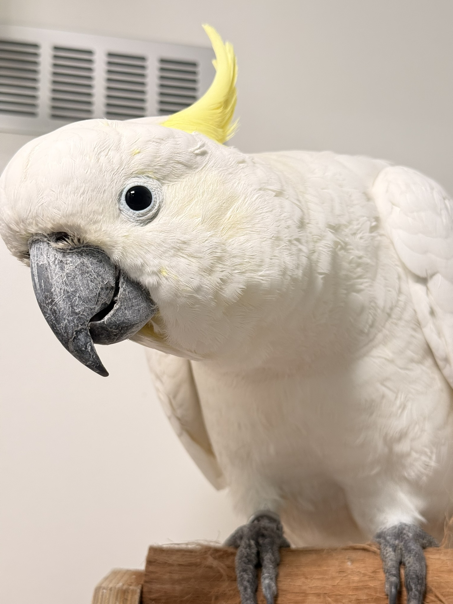 Close-up of a white cockatoo with a yellow crest, perched on a wooden perch.