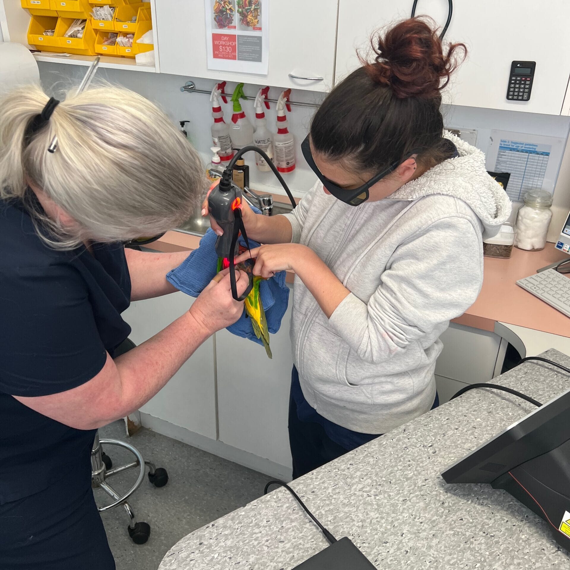 IMG_3251 - Bird Vet Melbourne laser therapy